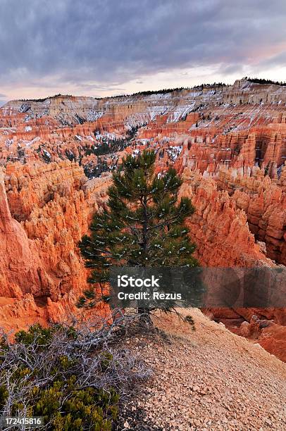 Tramonto Paesaggio Con Albero Fra Pareti Color Arancio Del Bryce Canyon - Fotografie stock e altre immagini di Alba - Crepuscolo