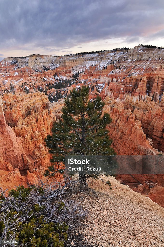 Nascer do sol paisagem com árvore entre laranja paredes de Bryce Canyon - Foto de stock de Arenito royalty-free