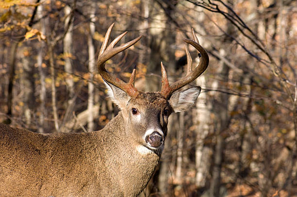 istock Buck in the Woods 172415894