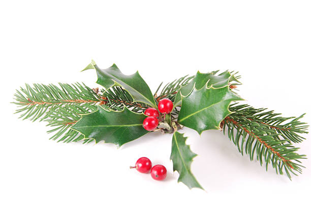 Holly pine stock photo