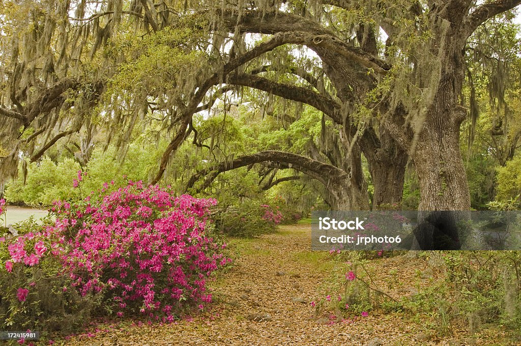 Magnolia115 "Moss covered trees and flowers in Magnolia Plantation, Charleston, South Carolina" Arch - Architectural Feature Stock Photo