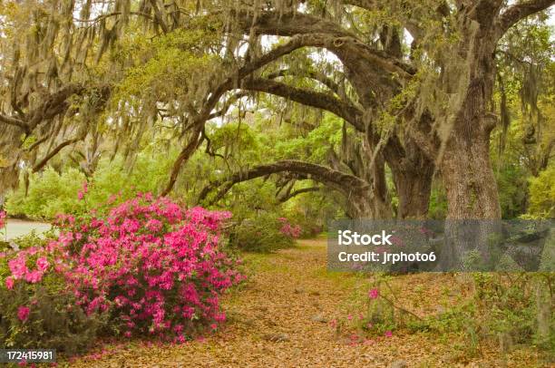 Magnolia115 Stock Photo - Download Image Now - Arch - Architectural Feature, Azalea, Flower