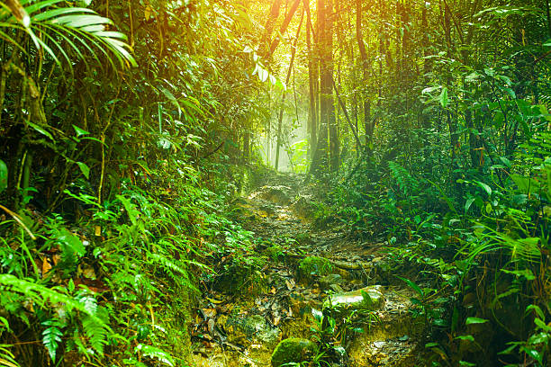 sentier pédestre dans la forêt tropicale - kuching photos et images de collection