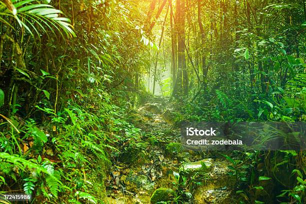 Тропа В Тропический Лес — стоковые фотографии и другие картинки Дождевой лес - Дождевой лес, Влажный тропический лес, Кучинг