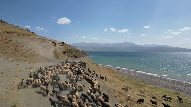 Herd Sheep