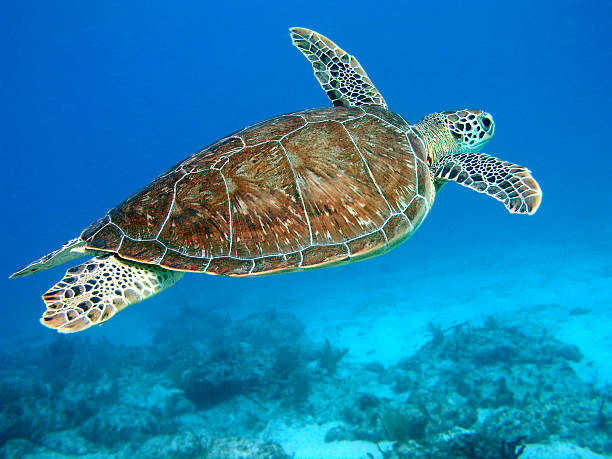 Green Turtle Flying Graceful Green Turtle flying through the open ocean. green turtle stock pictures, royalty-free photos & images