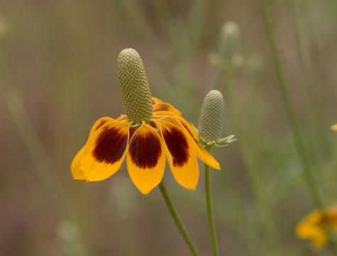 Mexican hat blossom