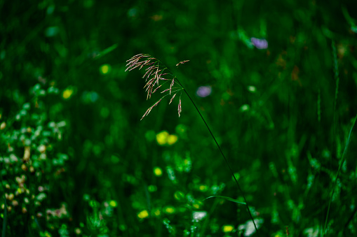 The golden brown tips of wild seeding long grass is backed by bokeh of purple and yellow wildflowers