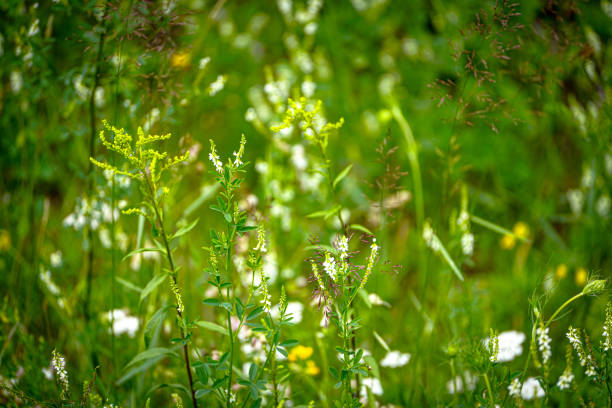 White and yellow wildflower weeds rise from a lush meadow of wild grasses