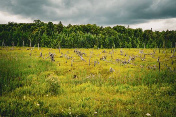 Wide angle of storm clouds racing across the sky above a field of lush wild grass