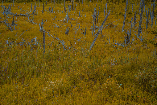 Field of dried yellow thistle and late summer wild grass is dotted with the bones of old dead trees