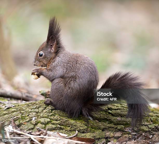 Ardilla De Comer Una Tuerca Foto de stock y más banco de imágenes de Ardilla - Ardilla, Diversión, Actividades recreativas