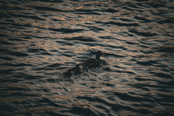 Mother duck and ducklings swim across a sunset lake's orange and blue ripples