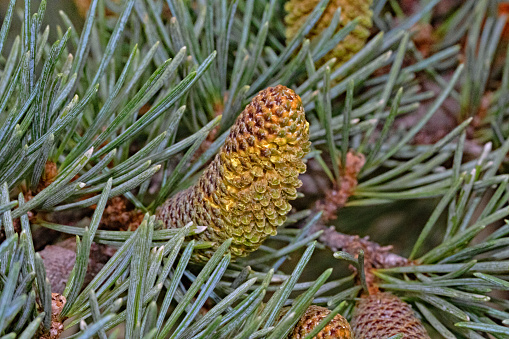 young pine cone on pine tree