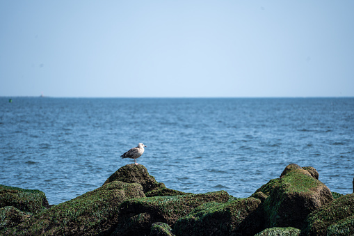 Lone sea bird perches on the slick green surface of a rocky ocean jetty