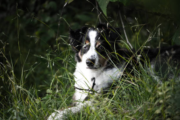 Black white and bronze australian shepherd collie mix lays in tall green grass