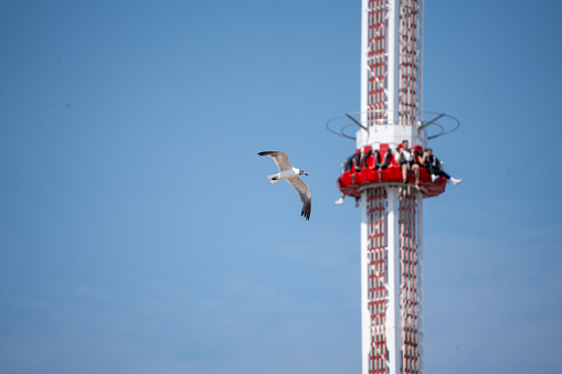 A sea bird flies past a theme park roller coaster ride tower