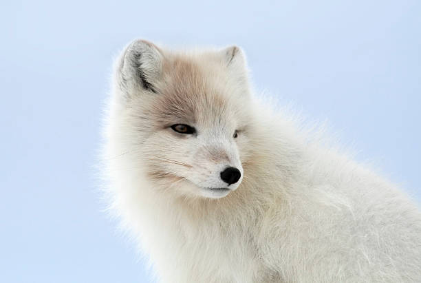 istock Polar fox whith frontlet. Rare coloration. 172416752