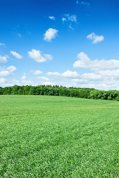 istock Panoramic spring landscape 29MPix XXXXL- meadow, blue sky 172416779