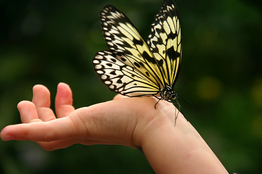 Butterfly resting on the hand of a small child