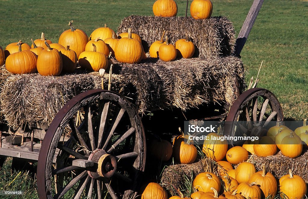 pumpkins mercado de agricultores - Foto de stock de Calabaza gigante libre de derechos