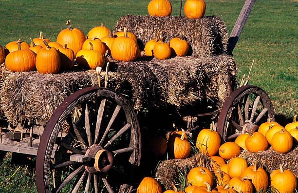istock pumpkins farmers market 172416928