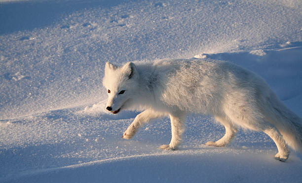 Sunny polar fox. stock photo