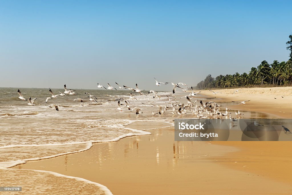 Mouettes volant à la plage - Photo de Animaux à l'état sauvage libre de droits