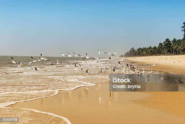 Photo libre de droit de Mouettes Volant À La Plage banque d'images et plus d'images libres de droit de Animaux à l'état sauvage - Animaux à l'état sauvage, Destination de voyage, Eau