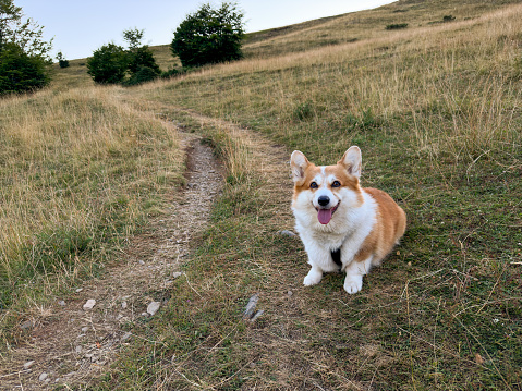 The sweet red corgi dog sits on the back road amidst bushes and hills. Dog dreamy looks straight and sticks his tongue out, close-up