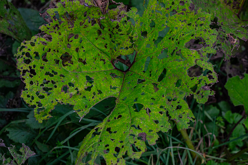 Pest damaged cucumber leave caused by harmful insects, plant fungi, thrips and other bacterium diseases.