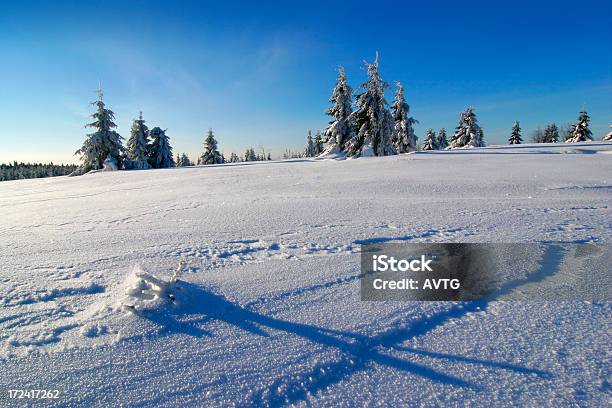 겨울맞이 풍경 0명에 대한 스톡 사진 및 기타 이미지 - 0명, 가문비나무, 겨울