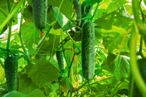 istock Green fresh cucumbers grow in an ash pit. 1724172625