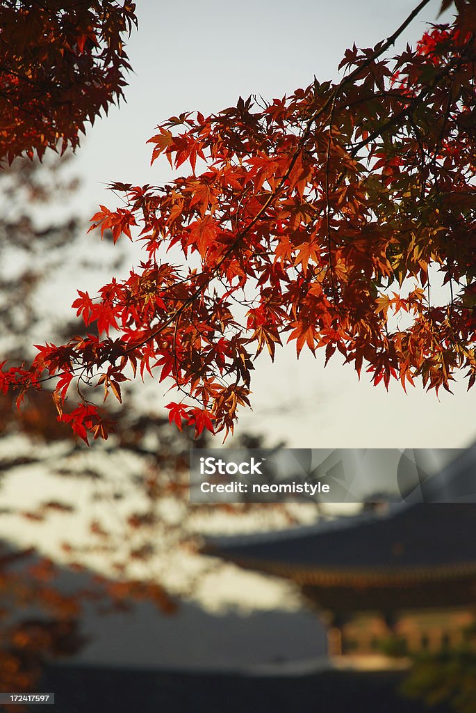 Maple no palácio Oriental - Foto de stock de Arbusto royalty-free