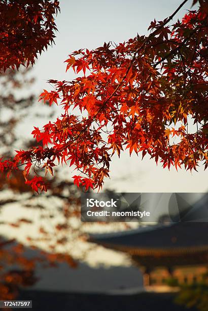 Foto de Maple No Palácio Oriental e mais fotos de stock de Arbusto - Arbusto, Beleza, Caindo