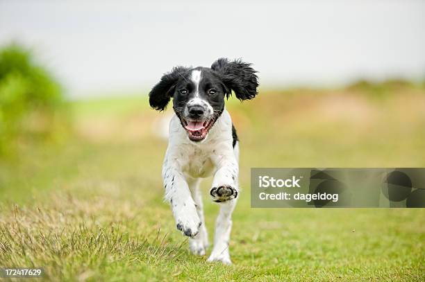 Photo libre de droit de Concerts Chaque Jour banque d'images et plus d'images libres de droit de Courir - Courir, Chien, Chiot