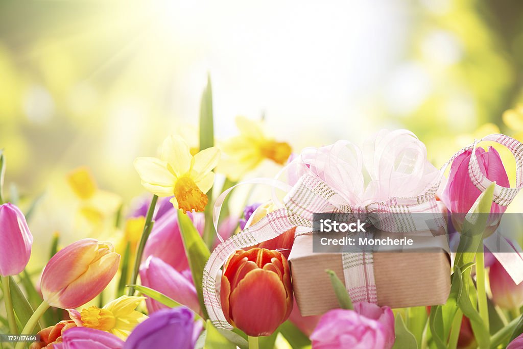 Coloridos tulipanes y daffodils en la naturaleza con una caja de regalo - Foto de stock de Blanco - Color libre de derechos