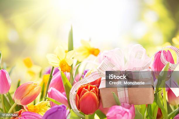 색상화 튤립 붓꽃 자연 선물함 0명에 대한 스톡 사진 및 기타 이미지 - 0명, 꽃-꽃의 구조, 꽃-식물