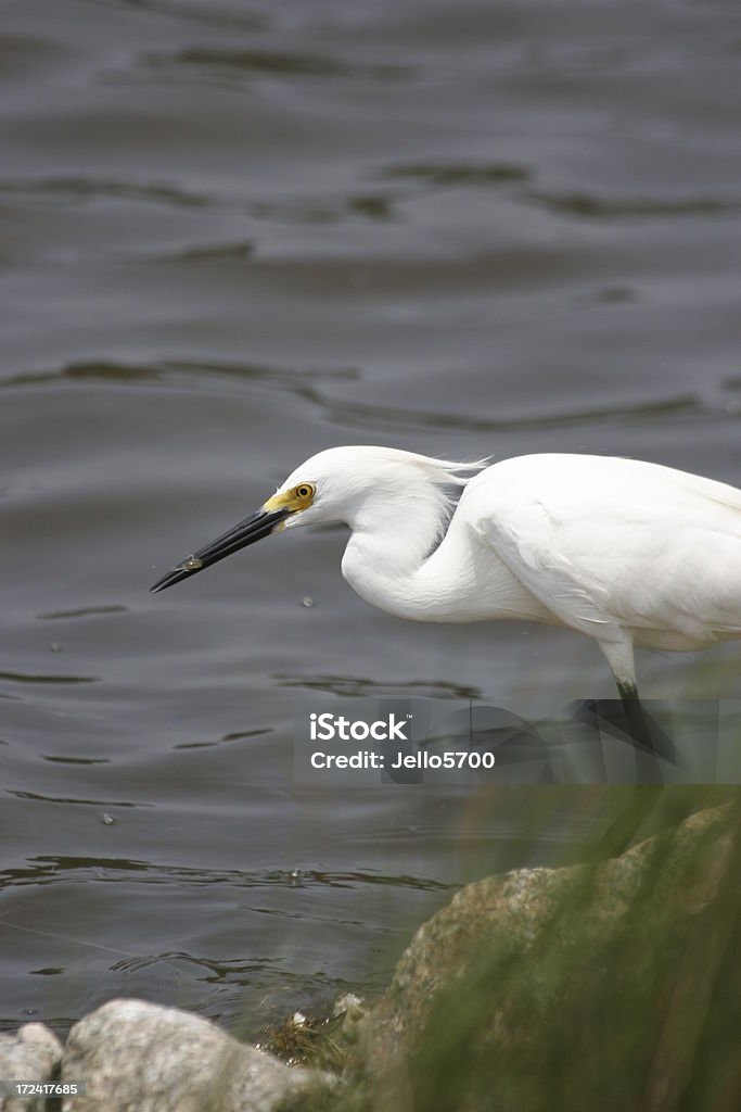 Snow Egret hunting Animal Stock Photo