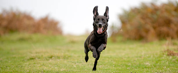 Live life to the full Smiley happy black dog running free cropped panoramic approaching stock pictures, royalty-free photos & images