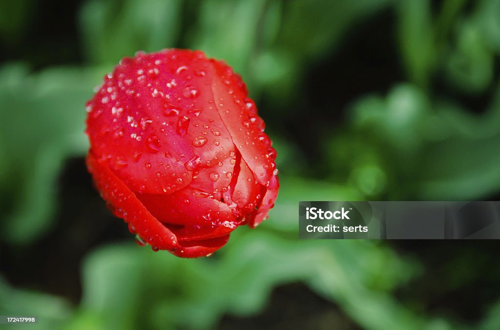 Tulipano rosso con gocce - Foto stock royalty-free di Acqua