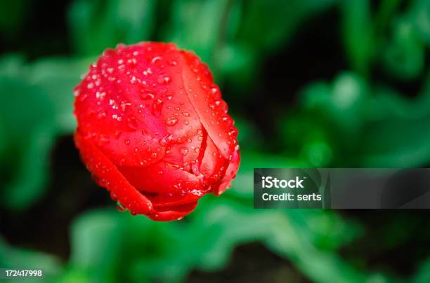 Czerwony Tulipan Z Kropli - zdjęcia stockowe i więcej obrazów Bez ludzi - Bez ludzi, Czerwony, Fotografika