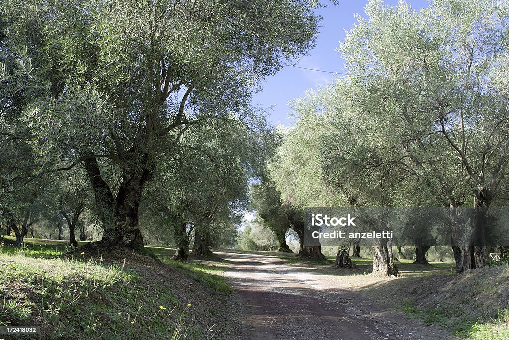 Uliczka z drzewa oliwne - Zbiór zdjęć royalty-free (Drzewo oliwne)
