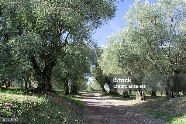 Uliczka Z Drzewa Oliwne - zdjęcia stockowe i więcej obrazów Drzewo oliwne - Drzewo oliwne, Wielki, Droga