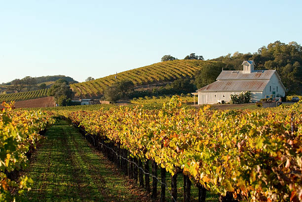 herbstliches weingut - vineyard napa valley field in a row stock-fotos und bilder