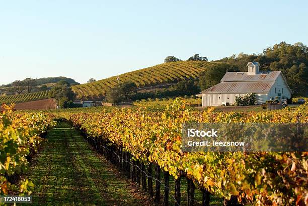 Foto de Outono Vinhedo e mais fotos de stock de Vale de Napa - Vale de Napa, Vinícola, Califórnia