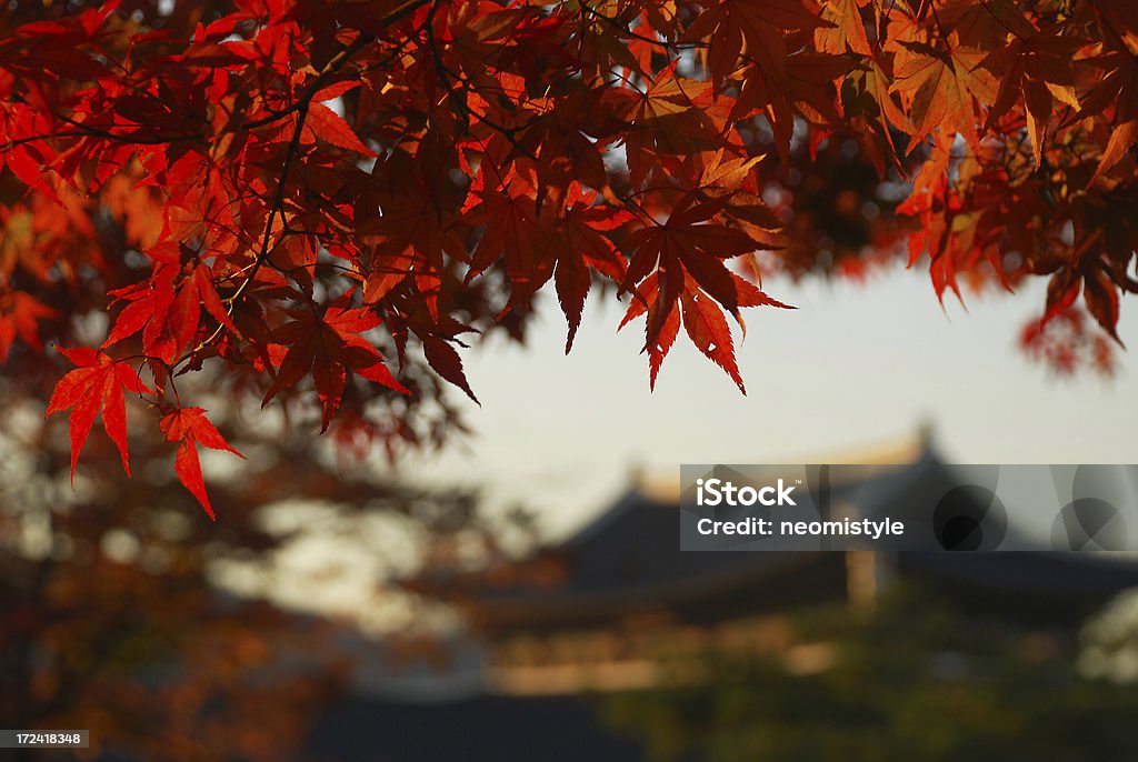 Maple in Oriental Palace "in Kyeongbok Palace,Seoul,Korea" Asia Stock Photo