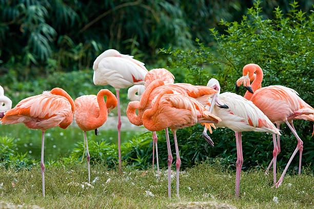Flamingos outdoors stock photo