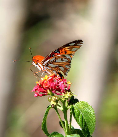 a gulf frittilary butterfly perched on a flowerPlease see all of