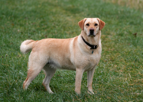 A pure bred labrador retriever poses for the camera.